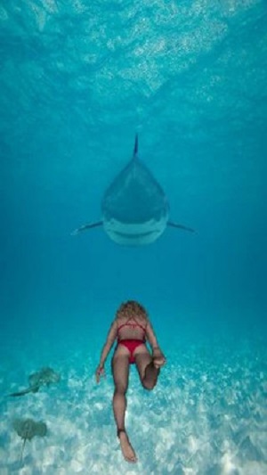 鲨鱼大冒险官方版