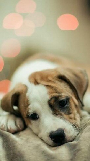 可爱动物壁纸大全app